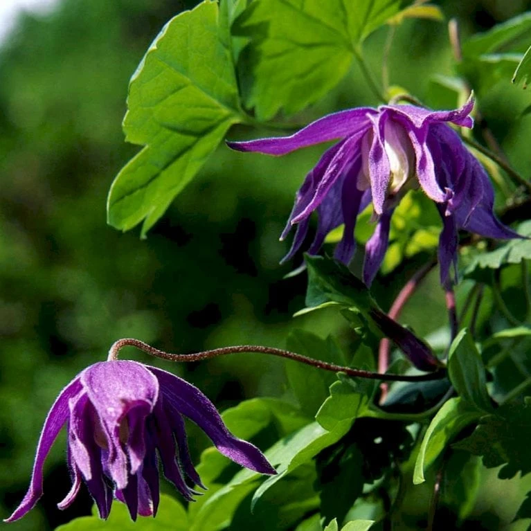 Småblomstrende Klematis Clematis Macropetala Potte 2,0 Liter,- Opbundet 60-100 Cm