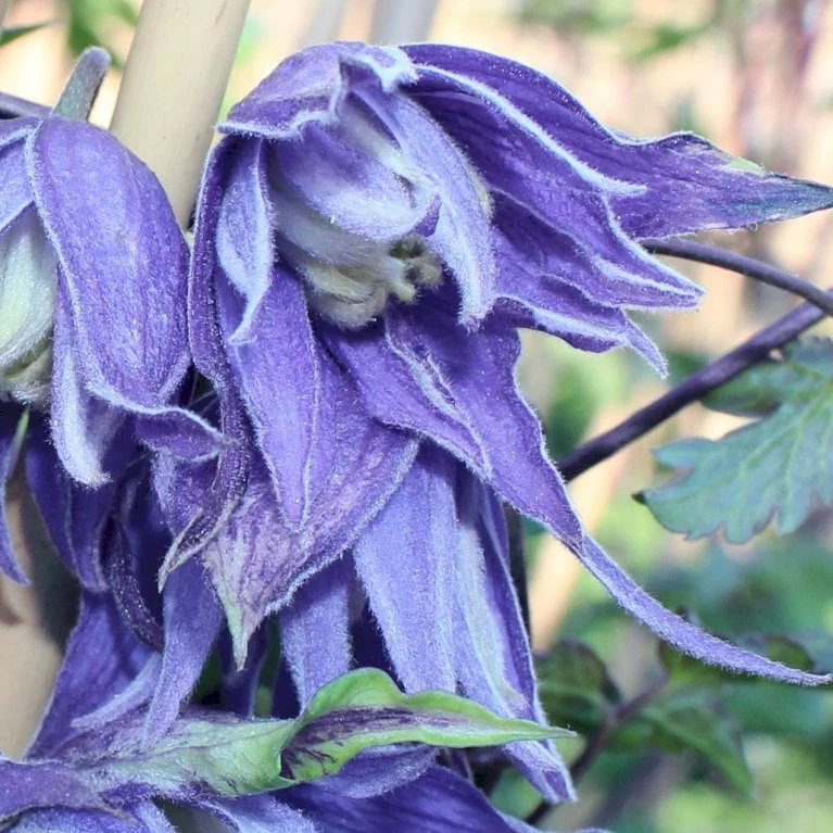 Småblomstrende Klematis Clematis Macropetala Potte 2,0 Liter,- Opbundet 60-100 Cm - Billede 3