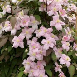 Bjerg-Skovranke 'Rubens' Clematis Montana 'Rubens' Potte 5,0 Liter,- Opbundet 100-150 Cm.