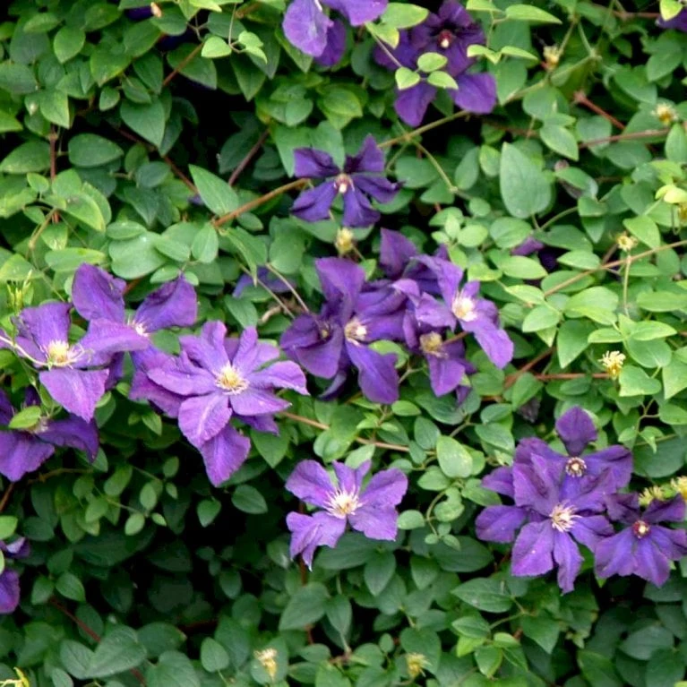 Italiensk Skovranke Clematis Viticella Potte 2,0 Liter,- Opbundet