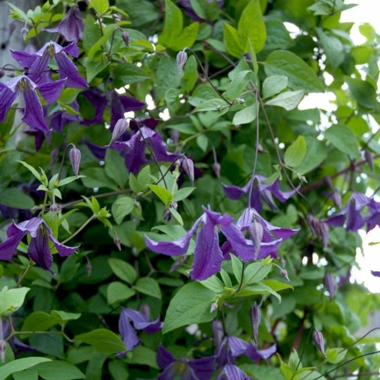 Italiensk Skovranke Clematis Viticella Potte 2,0 Liter,- Opbundet - Billede 2