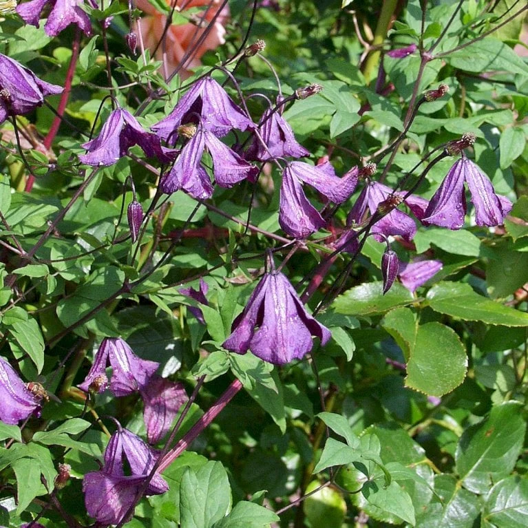 Italiensk Skovranke Clematis Viticella Potte 2,0 Liter,- Opbundet - Billede 3