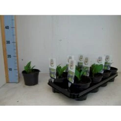 Ramsløg Allium Ursinum 1 Liter Potte