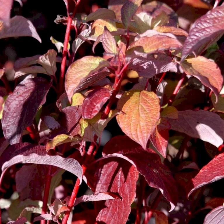 Rødgrenet Kornel 'Sibirica' Cornus Alba 'Sibirica' Barrods,- 1 års (0/1) 50-80 Cm.
