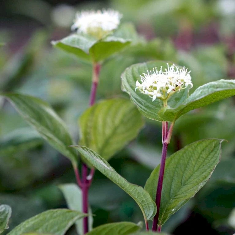 Rødgrenet Kornel 'Sibirica' Cornus Alba 'Sibirica' Barrods,- 1 års (0/1) 50-80 Cm. - Billede 2