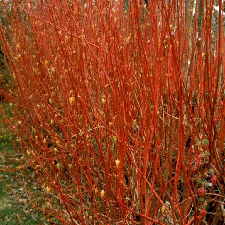 Rødgrenet Kornel 'Sibirica' Cornus Alba 'Sibirica' Barrods,- 1 års (0/1) 50-80 Cm. - Billede 3