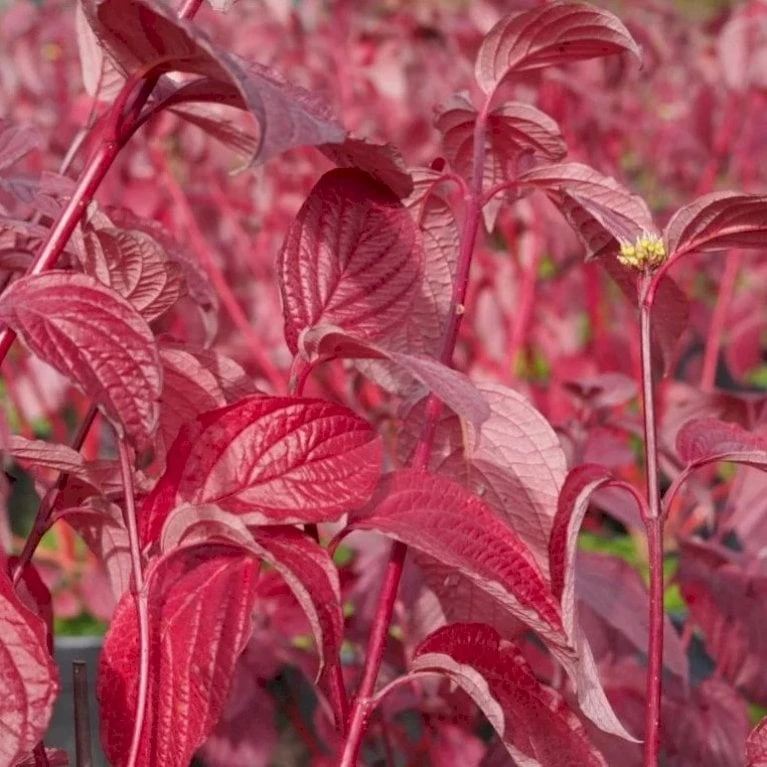 Rødgrenet Kornel 'Sibirica' Cornus Alba 'Sibirica' Barrods,- 1 års (0/1) 50-80 Cm. - Billede 4