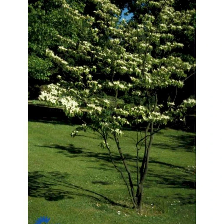 Osmo Koreakornel Cornus Kousa Med Klump,- 125-150 Cm.