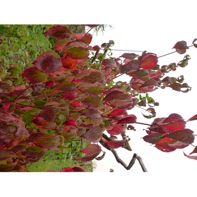 Osmo Koreakornel Cornus Kousa Med Klump,- 125-150 Cm. - Billede 2