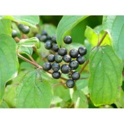 Rød Kornel Cornus Sanguinea Barrods,- 2 års (1/1) 30-80 Cm.