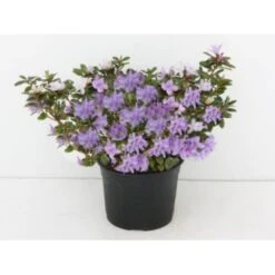 'Gristede' Rhododendron Impeditum 'Gristede' Potte 2,0 Liter,- 20-30 Cm.