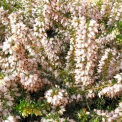 Forårslyng 'Isabell' Erica Carnea 'Isabell' 10 Cm. Potte