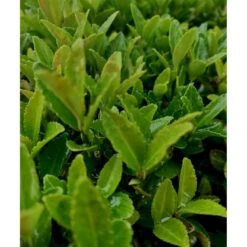 Benved 'Green Spire' Euonymus Micr. 'Green Spire' Potte 1,5 Liter,- 20-30 Cm.