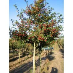 Blommebladet Tjørn 'Splendens' Crataegus X Prunifolia 'Splendens' Heister 175-200 Cm. Med Potte
