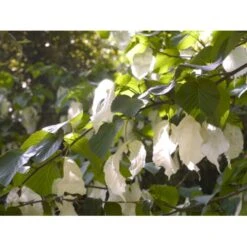 Duetræ Davidia Involucrata Heister 175-200 Cm. Med Potte