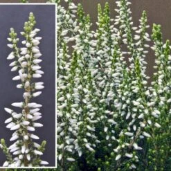 Efterårslyng 'Madonna'® Calluna Vulgaris 'Madonna'® 10 Cm. Potte