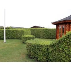 Almindelig Bøg / Bøgehæk Fagus Sylvatica Barrods, - 3 års (1/2) 120-150 Cm. Kraftig Hækkvalitet.