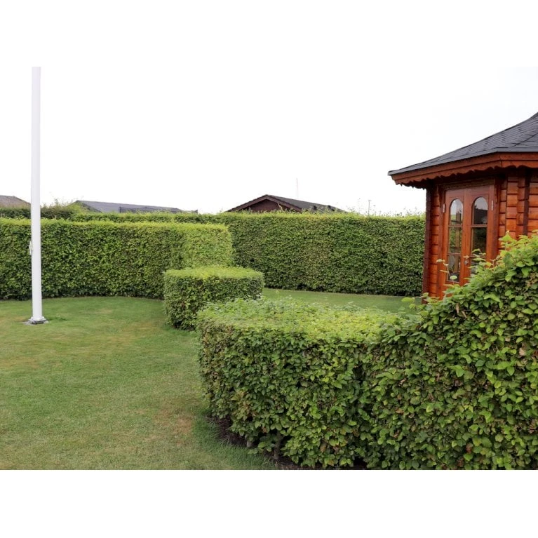 Almindelig Bøg / Bøgehæk Fagus Sylvatica Med Klump,- 150-175 Cm.