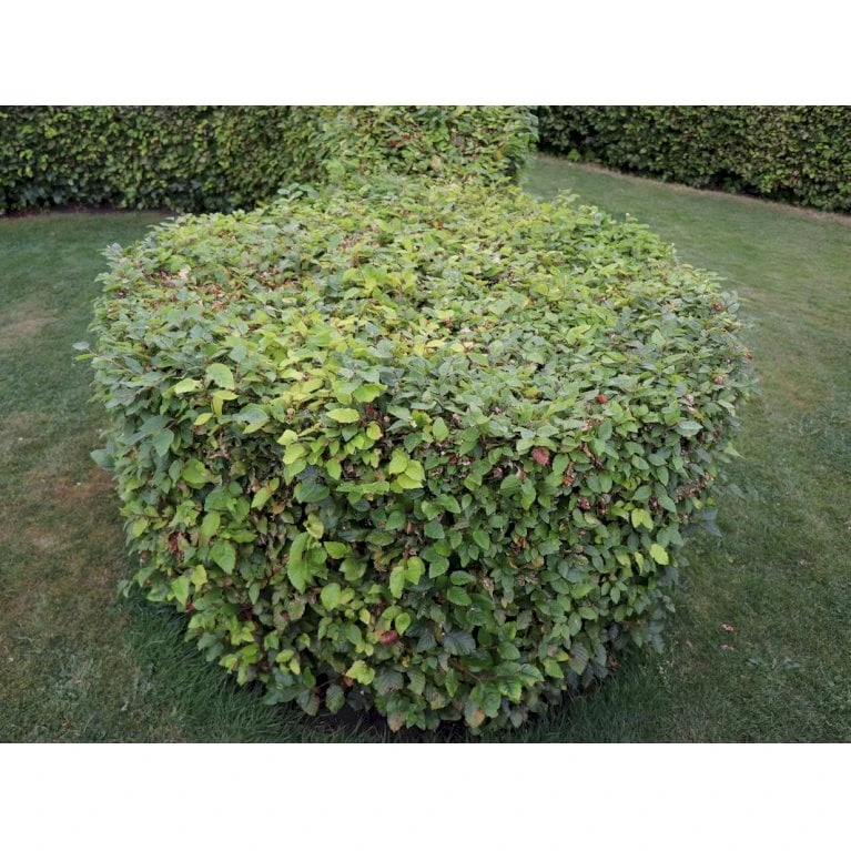 Almindelig Bøg / Bøgehæk Fagus Sylvatica Med Klump,- 150-175 Cm. - Billede 3