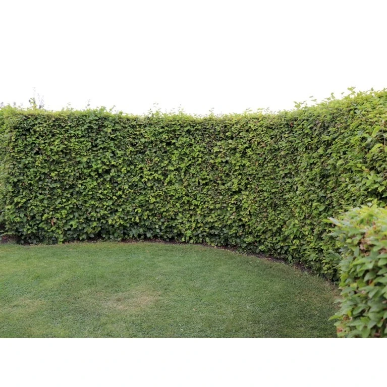 Almindelig Bøg / Bøgehæk Fagus Sylvatica Med Klump,- 150-175 Cm. - Billede 4