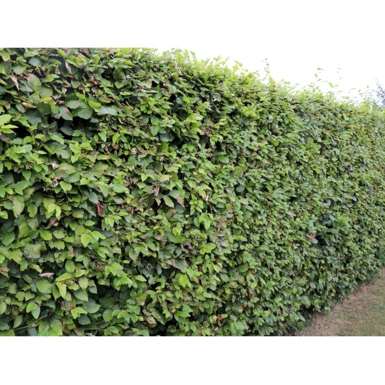 Almindelig Bøg / Bøgehæk Fagus Sylvatica Med Klump,- 150-175 Cm. - Billede 5