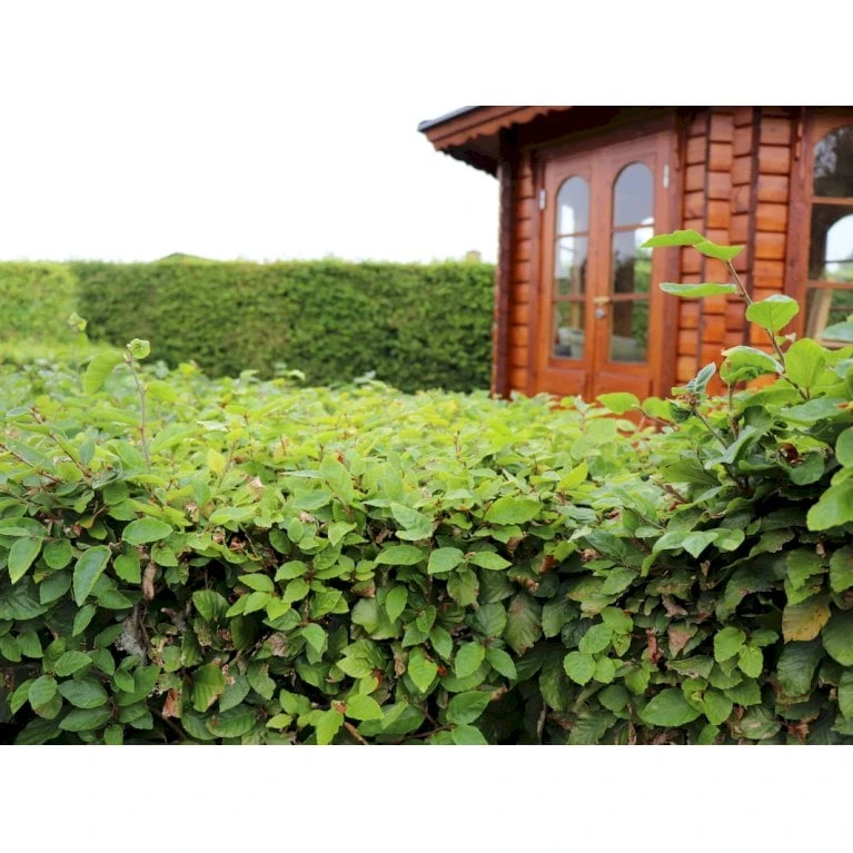 Almindelig Bøg / Bøgehæk Fagus Sylvatica Med Klump,- 150-175 Cm. - Billede 6