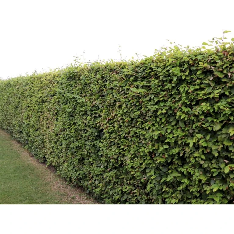 Almindelig Bøg / Bøgehæk Fagus Sylvatica Med Klump,- 150-175 Cm. - Billede 7