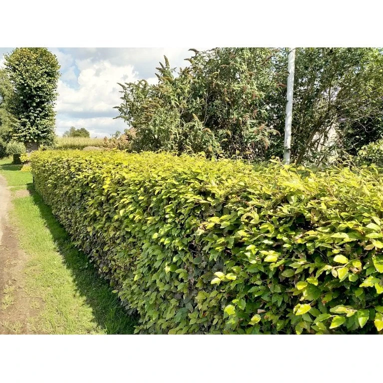 Almindelig Bøg / Bøgehæk Fagus Sylvatica Med Klump,- 150-175 Cm. - Billede 8