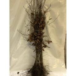 Almindelig Bøg / Bøgehæk Fagus Sylvatica Barrods, Omplantet 3 års 100-120 Cm.