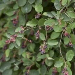 Aks-Bærmispel Amelanchier Spicata Barrods,- 3 års (1/2) 50-80 Cm.